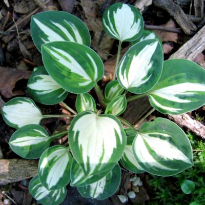 Hosta 'Pandora's Box'